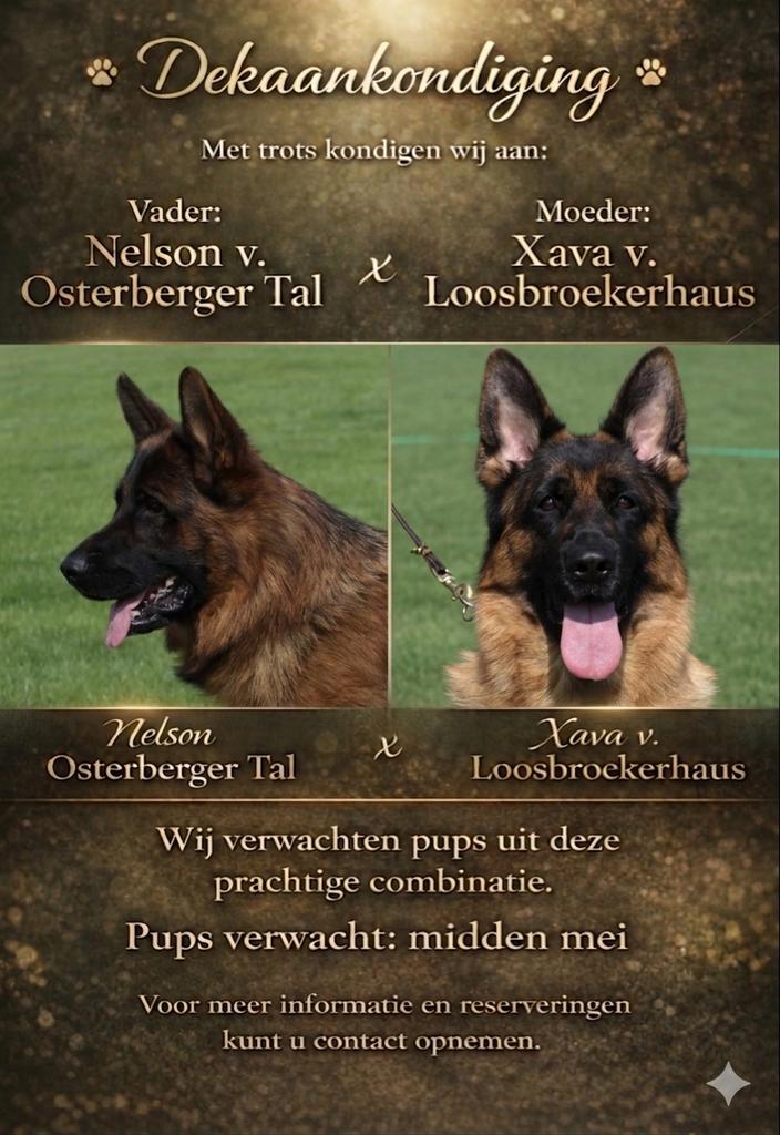 Reservering open: Duitse herder pups keurfok, Dieren en Toebehoren, Parvo, 8 tot 15 weken, Meerdere, Meerdere dieren