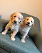 Prachtige goldendoodle pups uit geteste ouders, België, 8 tot 15 weken, Meerdere, Meerdere dieren
