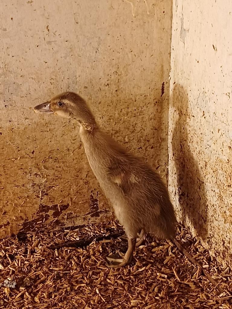Loopeend kuiken., Dieren en Toebehoren, Pluimvee, Vrouwelijk, Eend