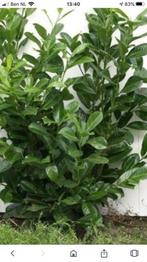 Prunus Lauroserasus" Novita Laurier, Ophalen, Laurier, Struik, Minder dan 100 cm