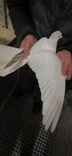 Postduif en sierduiven, Dieren en Toebehoren, Meerdere dieren