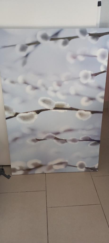 Canvas met wilgenkatjes - gratis op te halen, Ophalen, Gebruikt, Print, 75 cm of meer