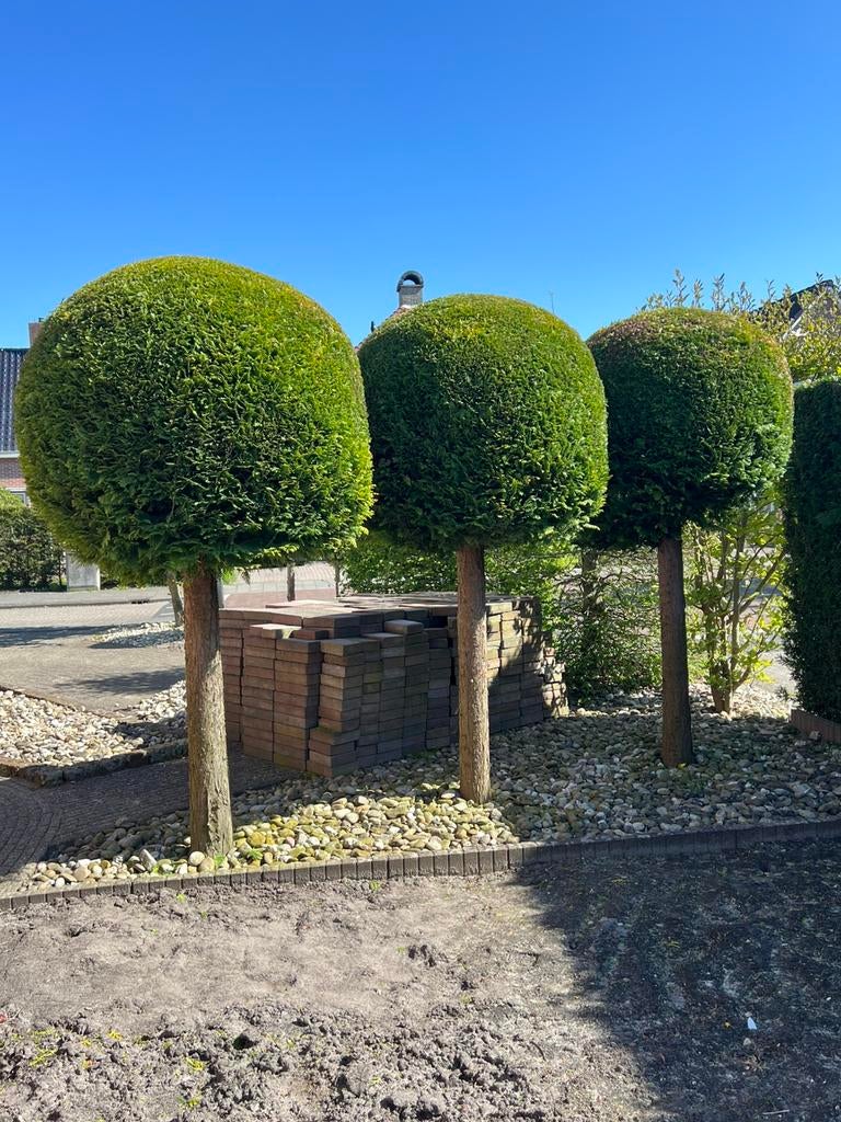 Bolvormige coniferen, Overige soorten, 100 tot 250 cm, Zomer, Ophalen