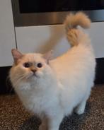 Ragdoll dekkater met stamboom fawn mink mitted(cinnamon), 0 tot 2 jaar