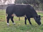 Te koop DRACHTIGE DIKBIL VAARS, Dieren en Toebehoren, Runderen, Vrouwelijk