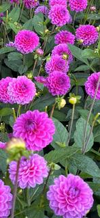 Dahlia Mix (Surprise) - Paars en Rood, Ophalen, Voorjaar, Volle zon, Knol