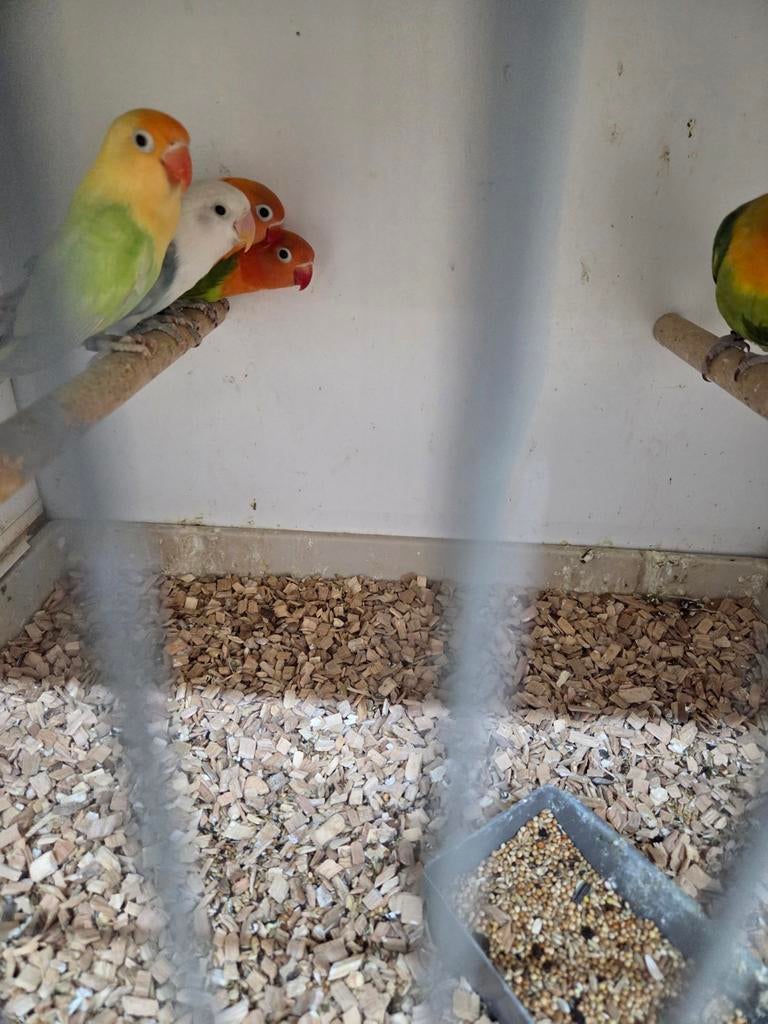 Mooie fischeries, Dieren en Toebehoren, Vogels | Parkieten en Papegaaien, Meerdere dieren, Parkiet