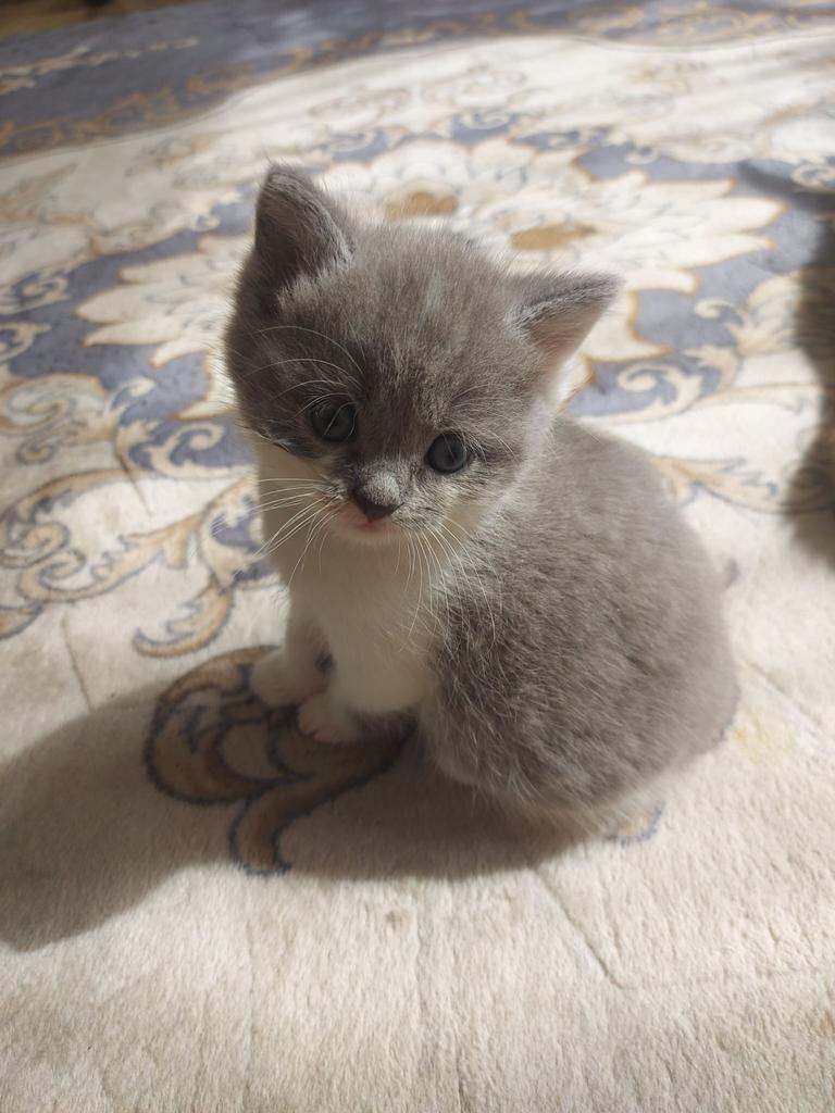 2 katers  kittens en 1 poesje, Meerdere dieren, 0 tot 2 jaar