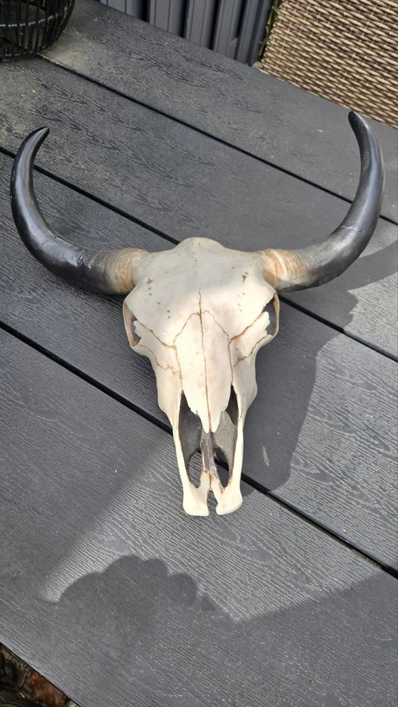 Schedel van dier, Ophalen of Verzenden, Schedel