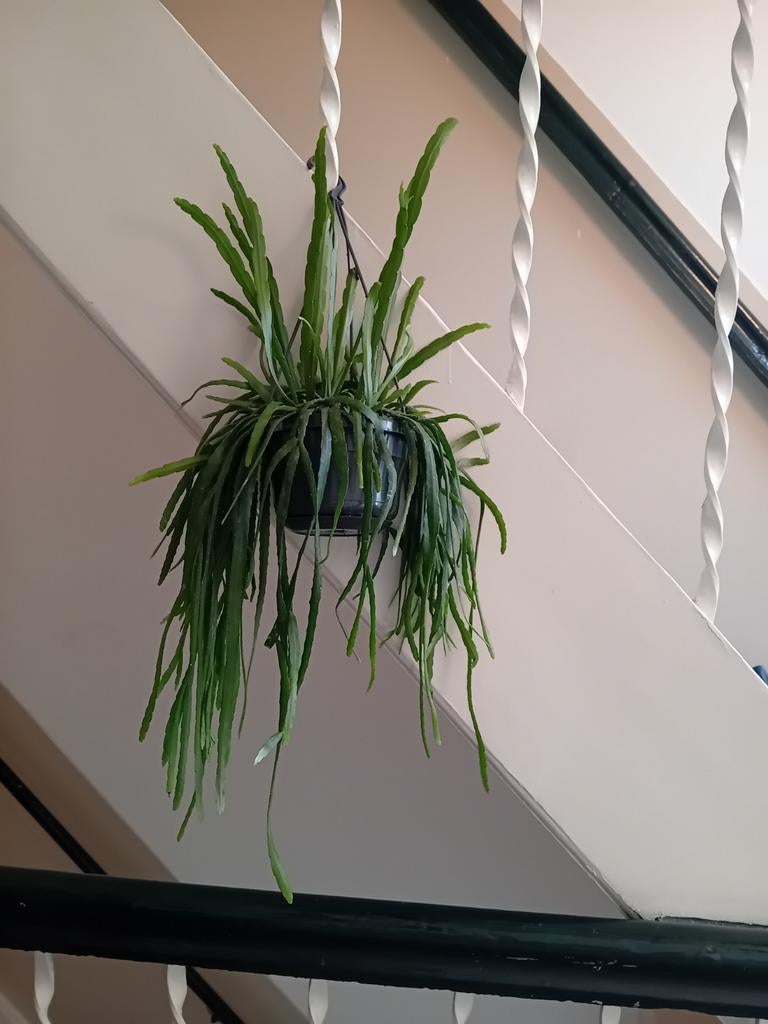 Hangplant bladcactus rhipsalis 60cm, Ophalen, Overige soorten, Halfschaduw, In pot
