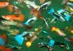 Gezocht; gratis guppy's, corydora's, garnalen en platy's, Dieren en Toebehoren, Vis