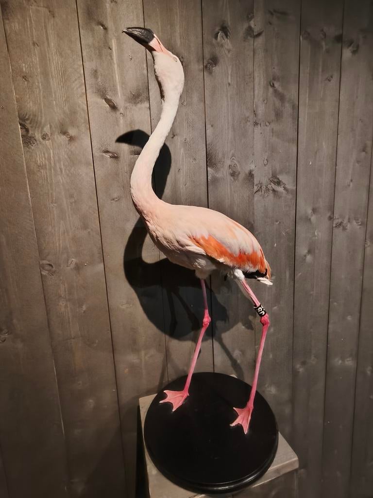 Opgezette Chileense Flamingo - Taxidermie, Ophalen, Gebruikt, Vogel, Opgezet dier