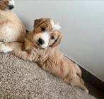 Prachtige goldendoodle pups uit geteste ouders, België, 8 tot 15 weken, Meerdere, Meerdere dieren