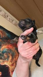 Hovawartpuppies met stamboom, 8 tot 15 weken, Parvo, Meerdere, Meerdere dieren