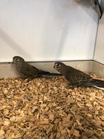 Bourkeparkieten, Dieren en Toebehoren, Vogels | Parkieten en Papegaaien, Meerdere dieren, Parkiet