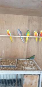 Turquoisine parkieten, Dieren en Toebehoren, Vrouwelijk, Parkiet, Geringd