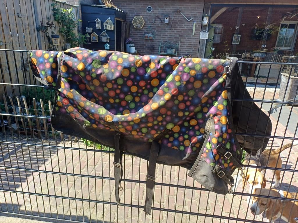 Dekens shetlander, Dieren en Toebehoren, Ophalen of Verzenden