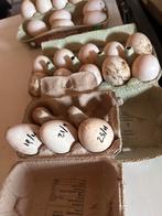 Kalkoen broedeieren – Rode Ardenner  Zwarte American, Geslacht onbekend, Kalkoen