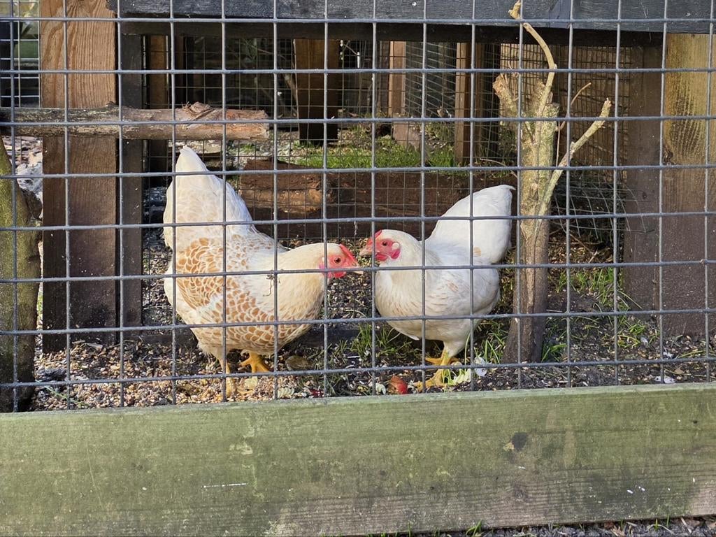 Wyandotte kip  zalm/crème / kriel hen, Dieren en Toebehoren, Pluimvee, Vrouwelijk, Kip