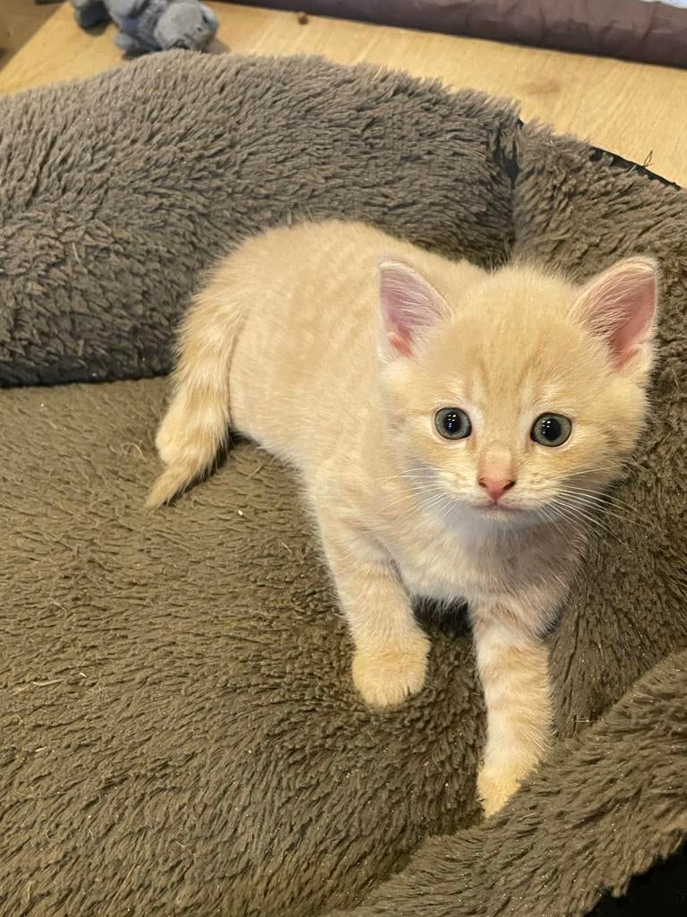 Kittens te koop, Dieren en Toebehoren, Katten en Kittens | Overige Katten, Meerdere dieren