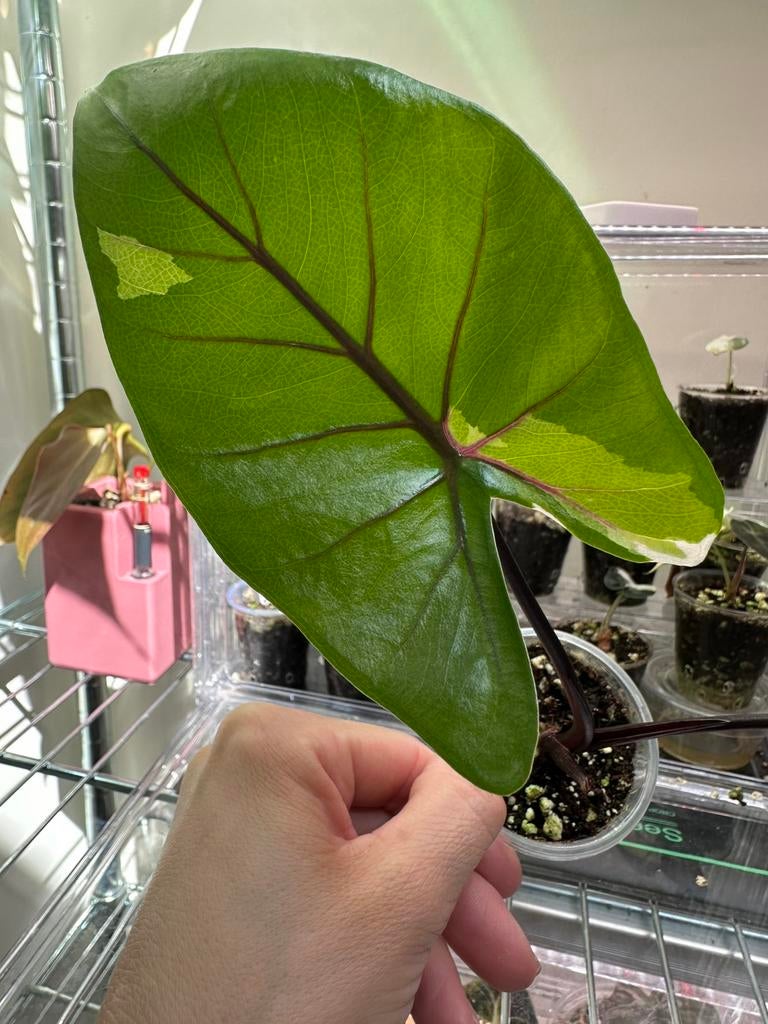 Alocasia black stem macrorrhiza variegata, Huis en Inrichting, Kamerplanten, Ophalen of Verzenden, Halfschaduw, Minder dan 100 cm