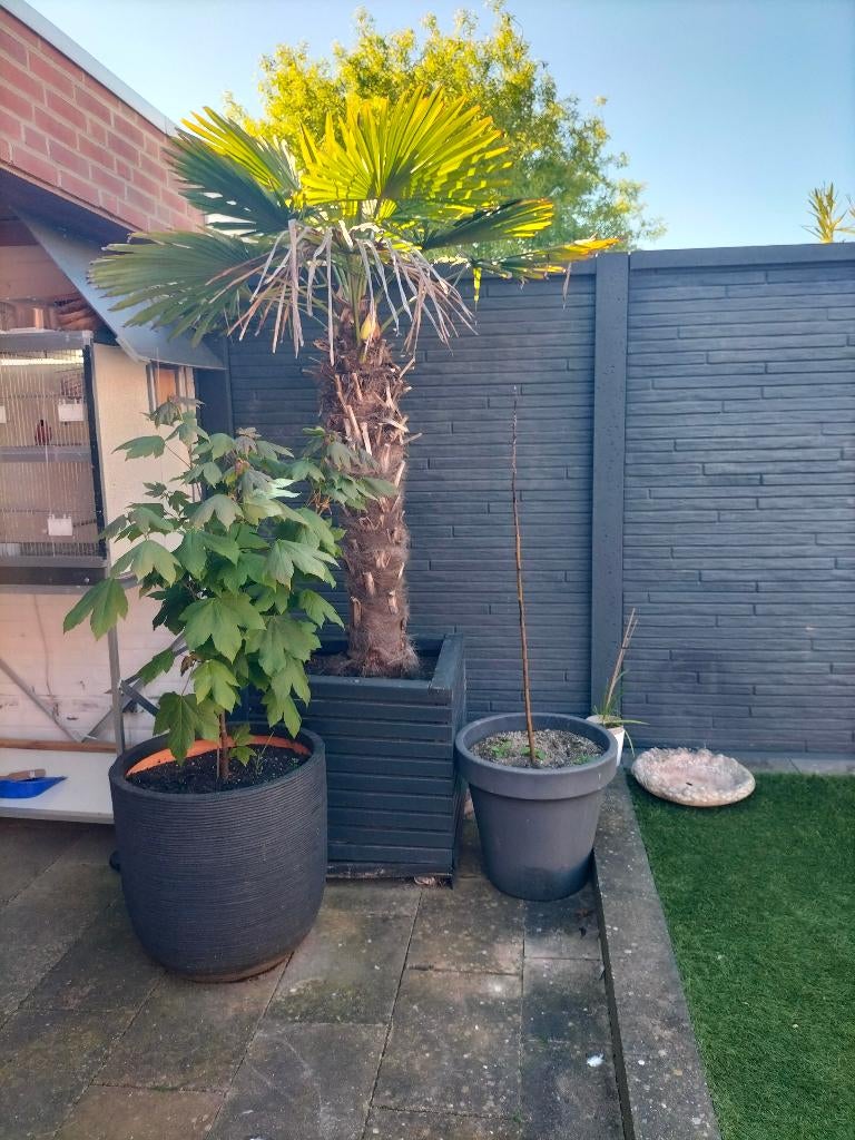 Tuin, Tuin en Terras, Volle zon, Vaste plant, Lente, Ophalen