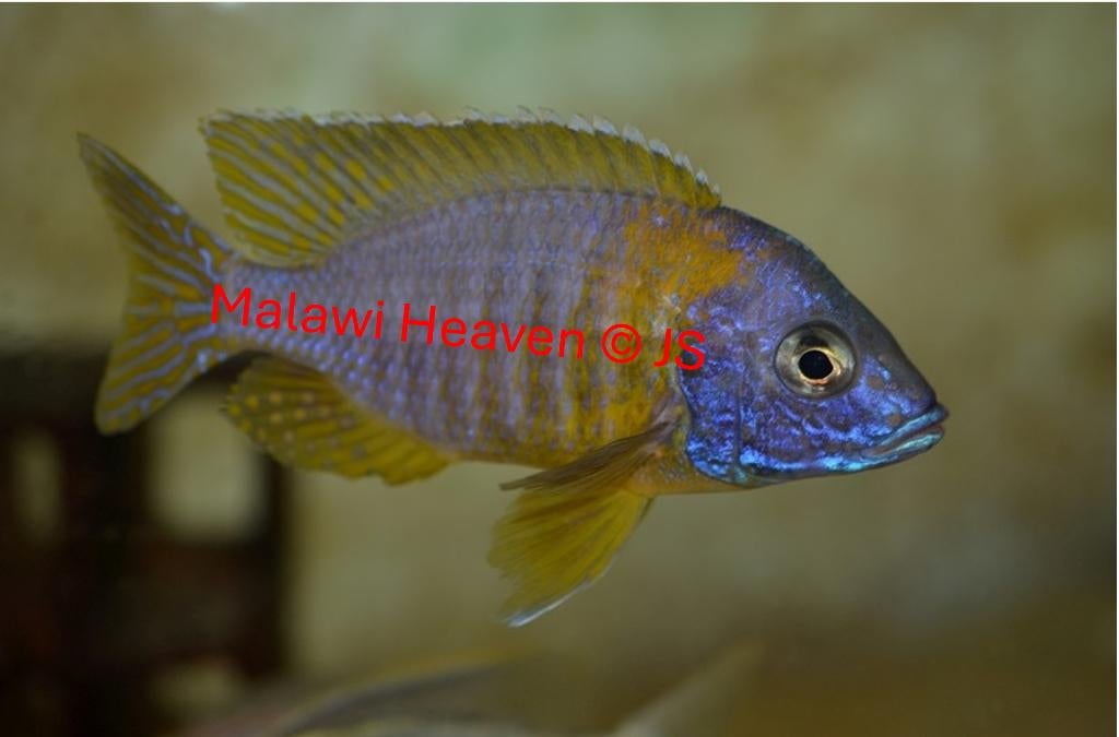 Aulonocara Kornelia Malawi Cichliden, Vis, Zoetwatervis, Schoolvis