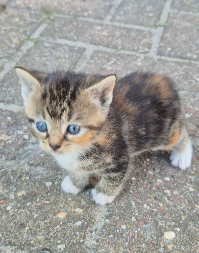Kittens, Dieren en Toebehoren, Katten en Kittens | Overige Katten, Meerdere dieren, Kortharig, 0 tot 2 jaar