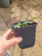 BIO Aardbeien plantjes Ananasaardbei, Ophalen, Minder dan 100 cm, Overige soorten, Volle zon