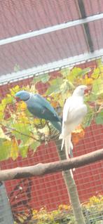Bleu/ino x albino, Meerdere dieren, Parkiet, Geringd