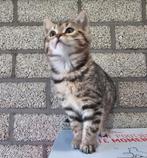 🇩🇪🇳🇱 Bengaal x kitten poesje zeer tam met rabies, Dieren en Toebehoren, Poes, Gechipt, 0 tot 2 jaar