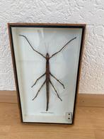 Opgezette wandelende tak in lijst - Xenophasma Fimbriatum, Verzamelen, Ophalen of Verzenden, Zo goed als nieuw, Insect, Opgezet dier