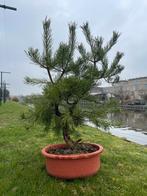 Bonsai Den (pinus), Volle zon, Vaste plant, Bloeit niet, Ophalen