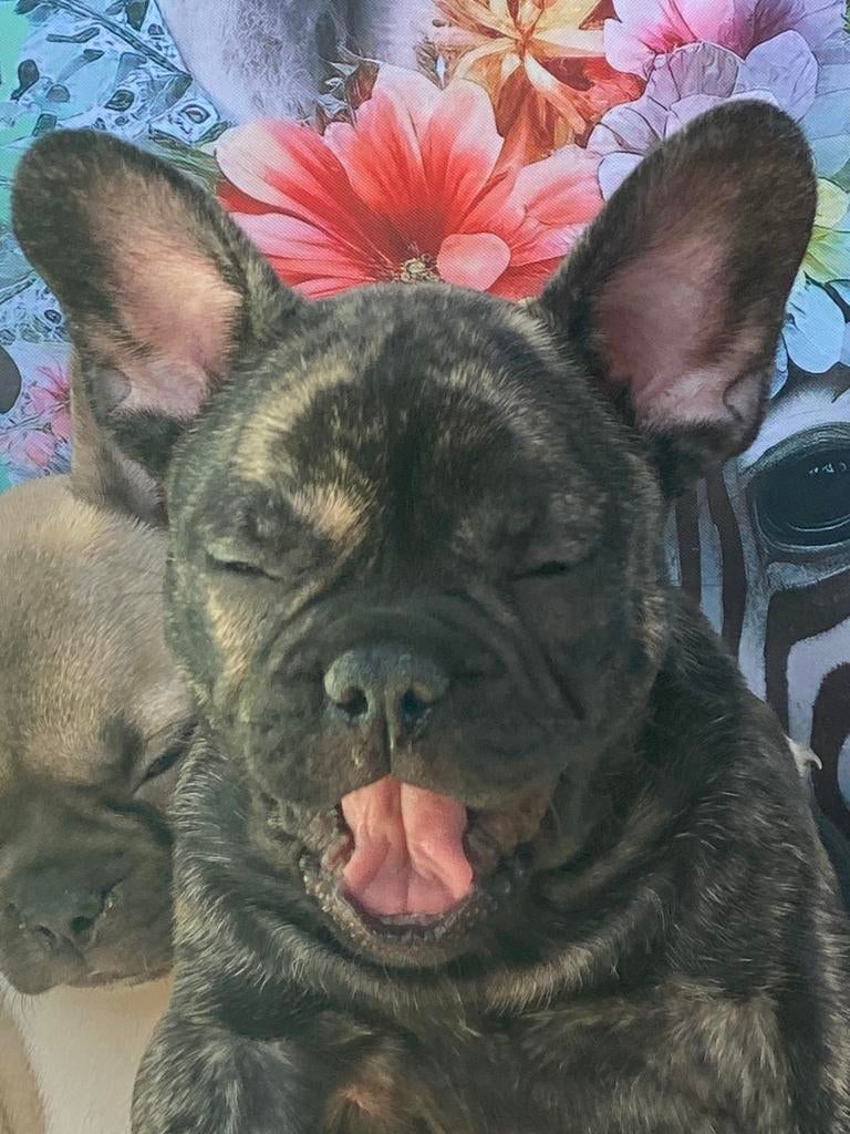 Franse Bulldog pups – ouders met stamboom 🐶❤️🐾, 8 tot 15 weken, Parvo, Bulldog, Meerdere