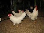 Leghorn kippen en Barnevelder kippen., Vrouwelijk, Kip