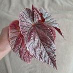 Begonia Maurice Amey gewortelde stek zeldzaam, Ophalen of Verzenden