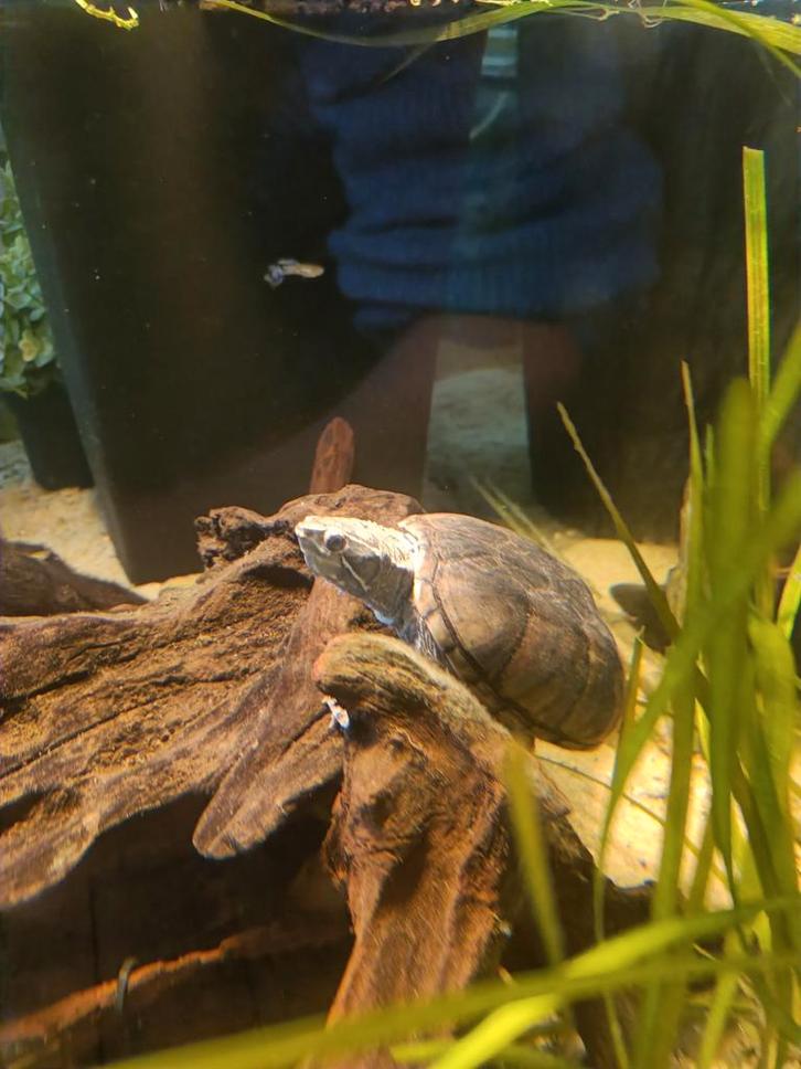 Muskusschildpad Sternotherus odoratus Turtle - female for sale from Familie L.