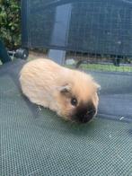 4 california cavia beertjes, Dieren en Toebehoren, December, Mannelijk, Cavia