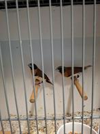 Bruinborst rietvinken, Dieren en Toebehoren, Meerdere dieren