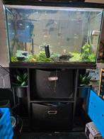 Superfish aqauarium met meubel complete set, Dieren en Toebehoren, Ophalen, Zo goed als nieuw, Gevuld zoetwateraquarium