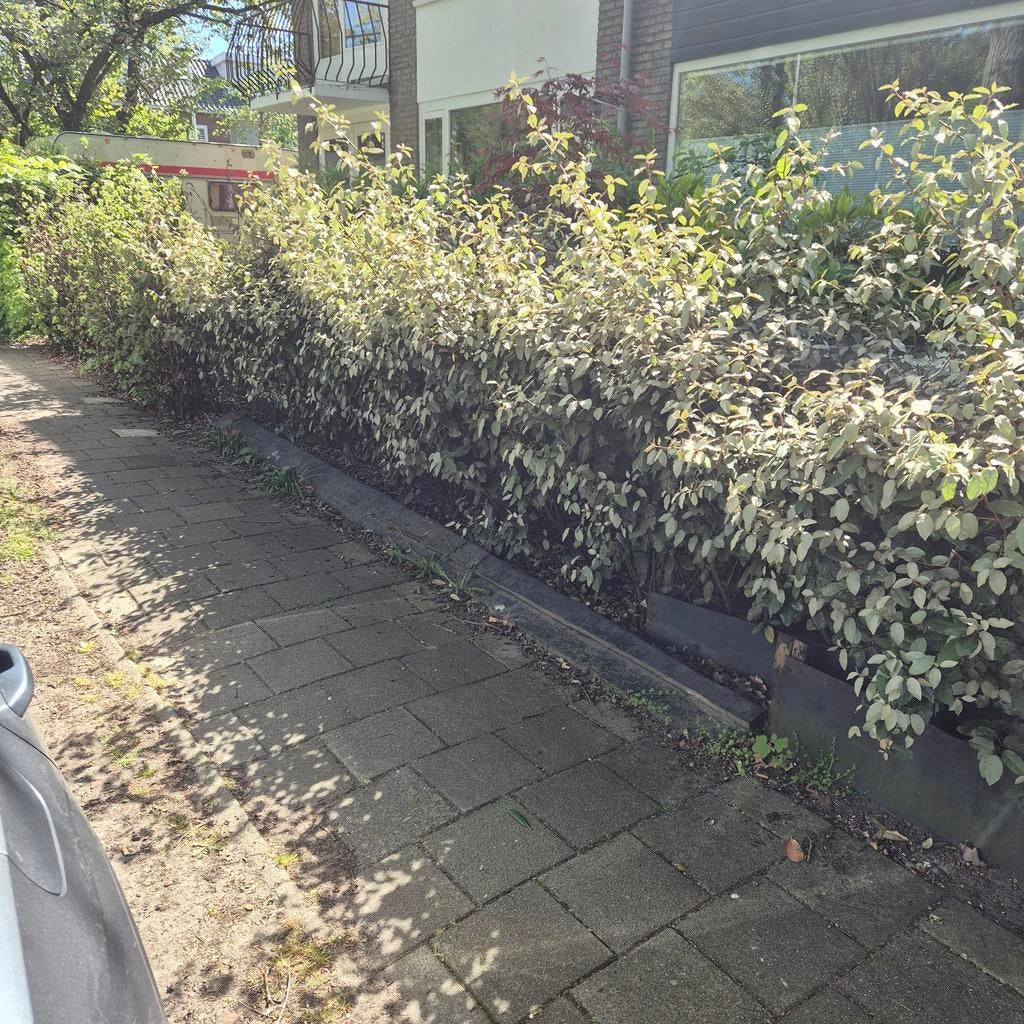Laurier, Ophalen, Laurier, 100 tot 250 cm