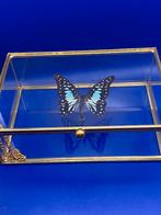 vlinder graphium doson in vitrine, Ophalen, Nieuw, Insect, Opgezet dier