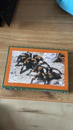 Plaatjes artisboek van DekaMarkt, Dekamarkt, Ophalen