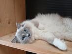 Ragdoll blue mitted dekkater met stamboom
