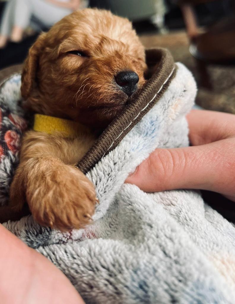 Poedel , toy poedel puppys geboren 30 maart, Dieren en Toebehoren, 8 tot 15 weken, Teef, Meerdere, Klein