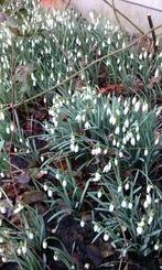 Sneeuwklokjes, Ophalen of Verzenden, Volle zon, Bloembol