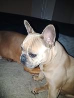 Franse bulldog, Dieren en Toebehoren, Honden | Bulldogs, Pinschers en Molossers, Teef, Parvo, Bulldog, Eén hond