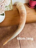 Grote Natuurlijke Hoorn - Decoratief, Huis en Inrichting, Ophalen of Verzenden, Zo goed als nieuw