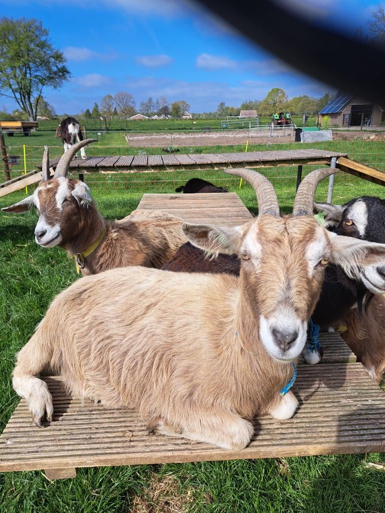 Toggenburger geit, Dieren en Toebehoren, Vrouwelijk, Geit, 0 tot 2 jaar