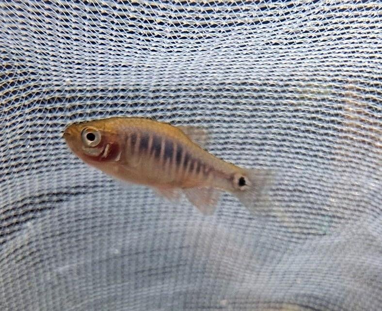emerald dwarf rasbora - danio erythromicron zebra, Dieren en Toebehoren, Vissen | Aquariumvissen, Vis